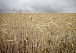 COAG valora que la UE recorte las importaciones de cereal Ucrania