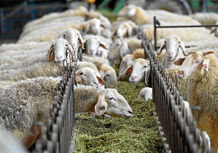 UCCL reclama mejoras urgentes para el ovino y caprino de leche