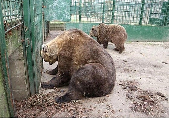 Ponderoso y Luna, osos del Coto Escolar desde hace tres décadas.
