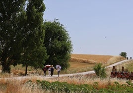 Varios peregrinos transitan por el tramo del Camino de Santiago próximo a Calzadilla de la Cueza.