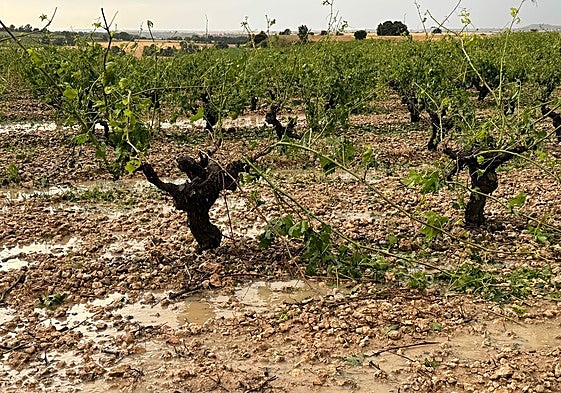 Daños del pedrisco en una viña de Ribera del Duero.