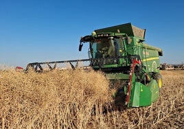 Siega de colza durante la tarde de ayer en Valcabado del Pan.