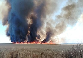 Las llamas avanzan por las tierras de cultivo.