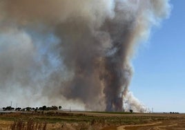 Un incendio afecta a varias hectáreas de cultivo en Tordehumos