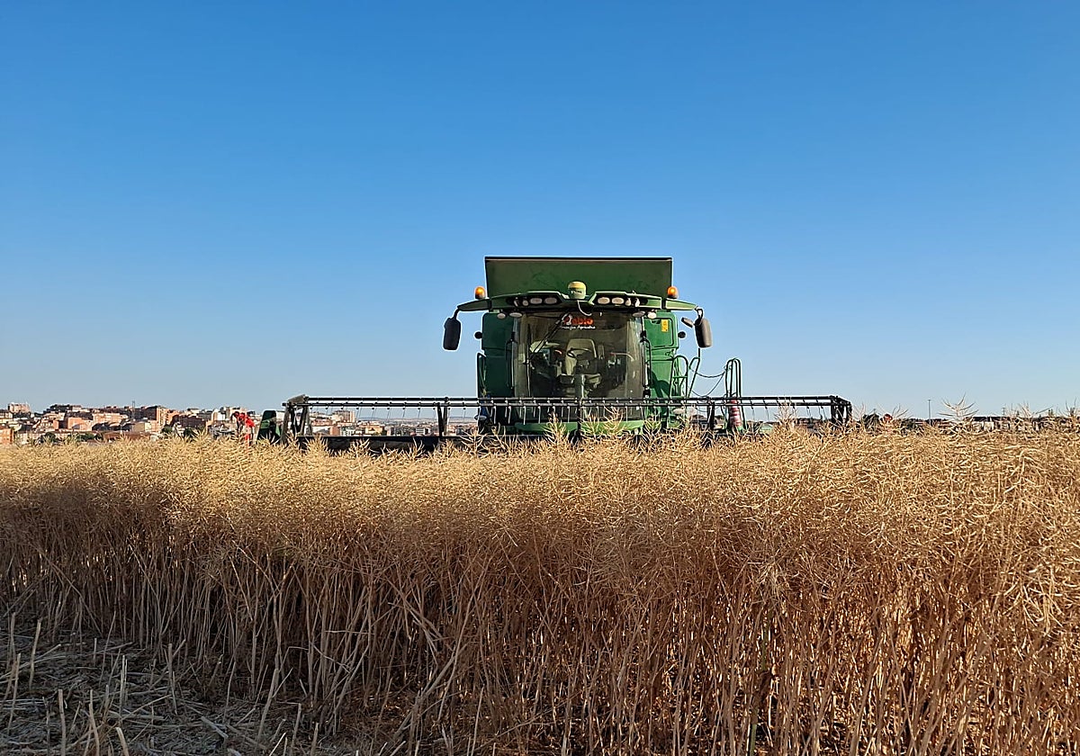 Labores de siega de colza en la provincia de Zamora.