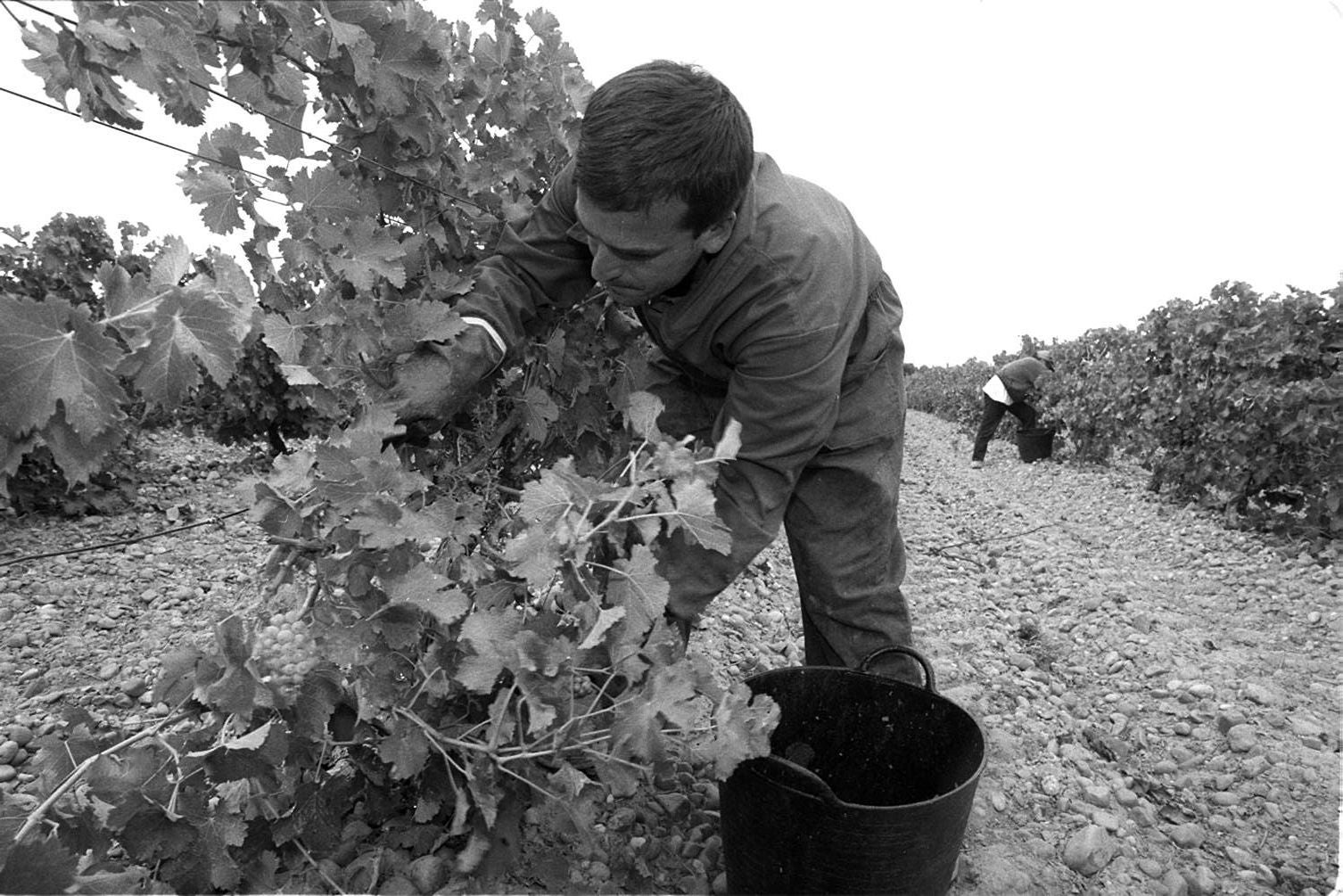 Recogida de las primeras uvas de la temporada en Rueda. 12 de septiembre de 1998.