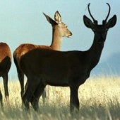 Ecologistas en Acción exige una multa de 5.000 euros por la caza furtiva de un ciervo en Mantinos