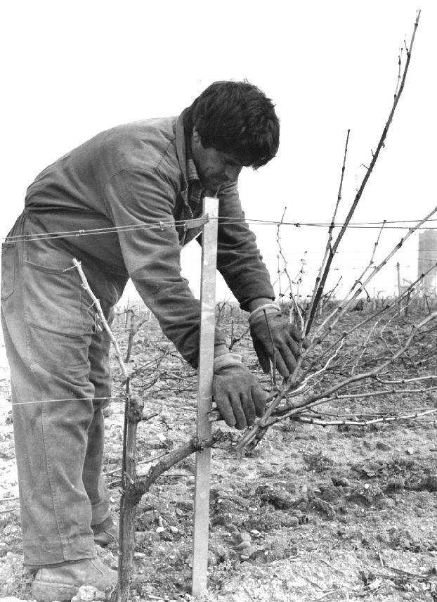 Poda de viñas.