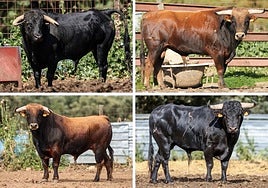 Cubero (Ribera de Campocerrado), Duende (Sánchez Urbina), Intrépido (Ribera de Campocerrado) y Peleón (Sánchez Urbina).