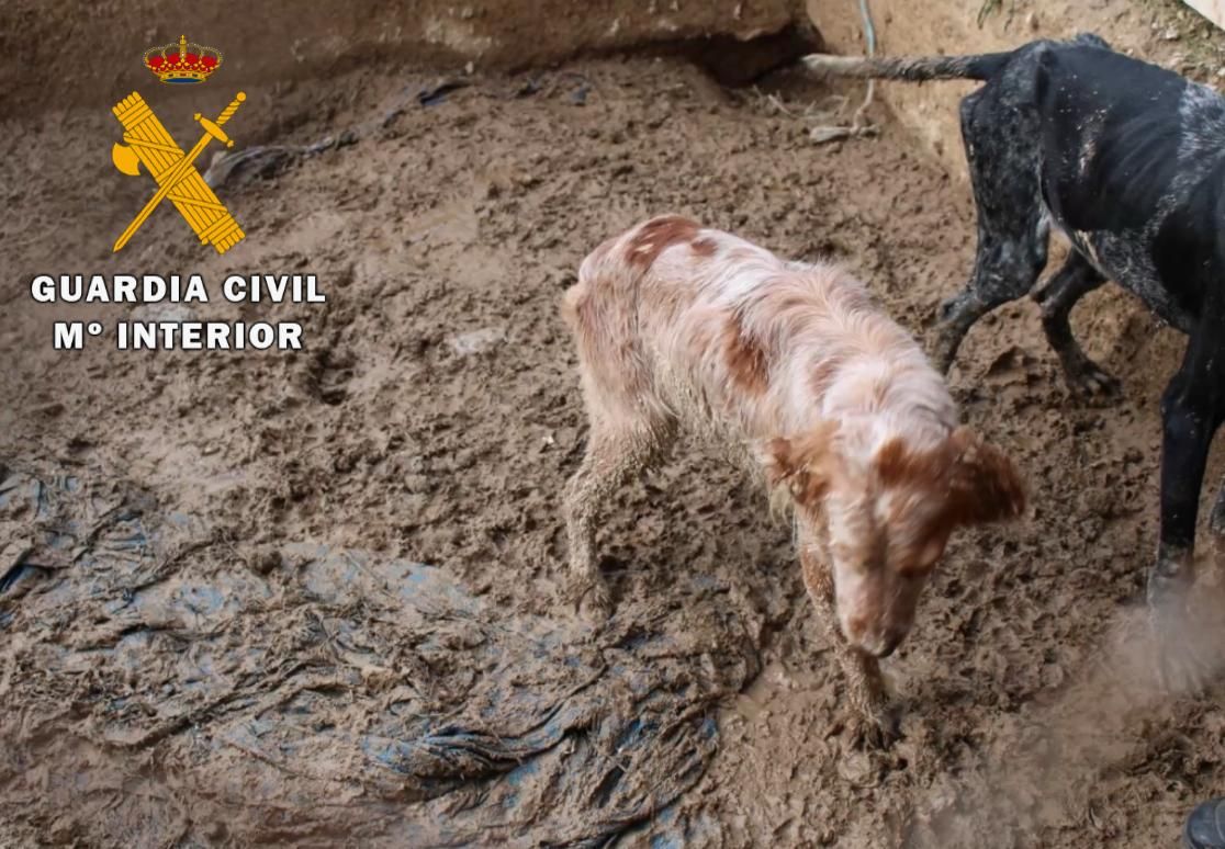 El rescate de 23 perros maltratados, en imágenes