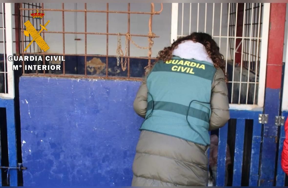 El rescate de 23 perros maltratados, en imágenes