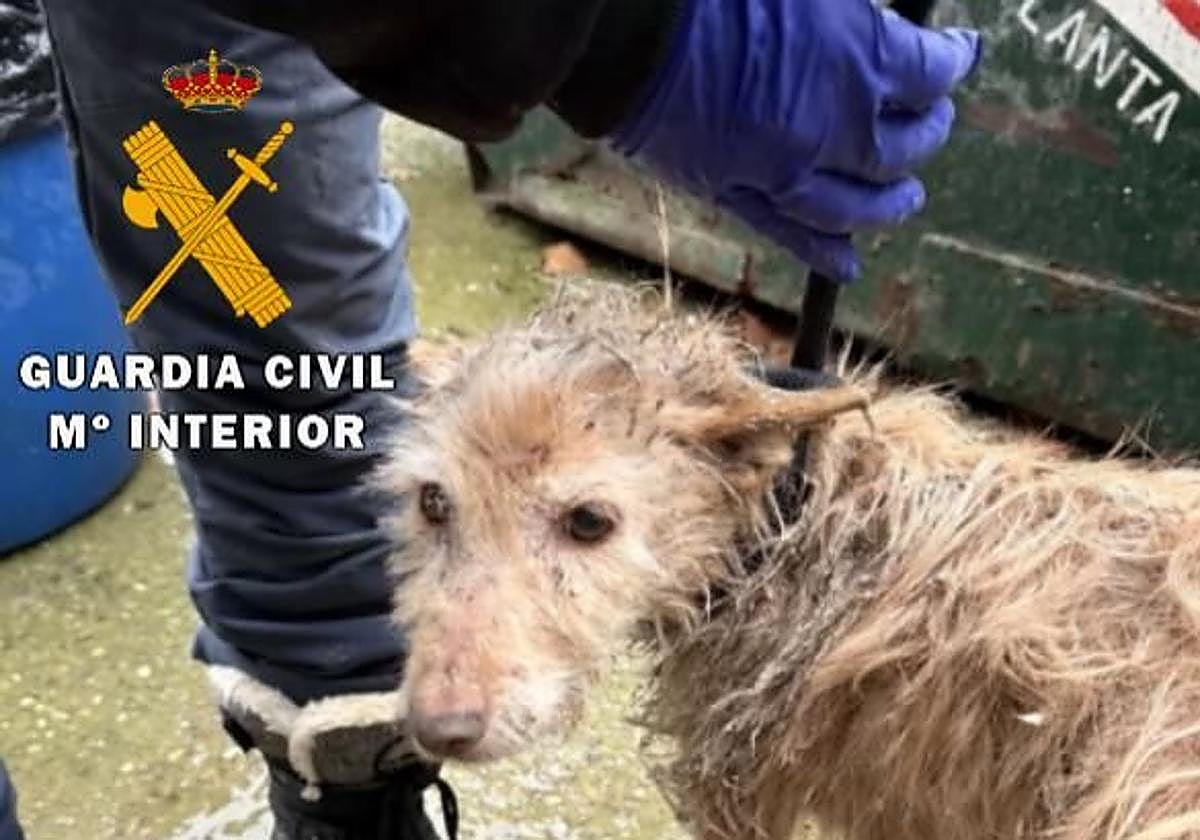 El rescate de 23 perros maltratados, en imágenes