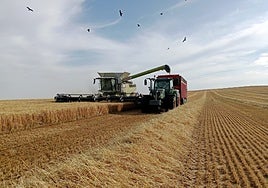 Labores de cosecha en la localidad vallisoletana de Pollos.