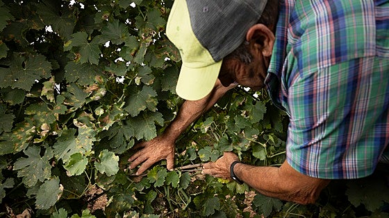 Los viticultores de Rueda estiman que la mitad de la producción está afectada por el mildiu