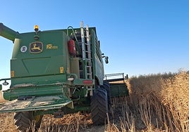Labores de cosecha de colza en la provincia de Zamora.