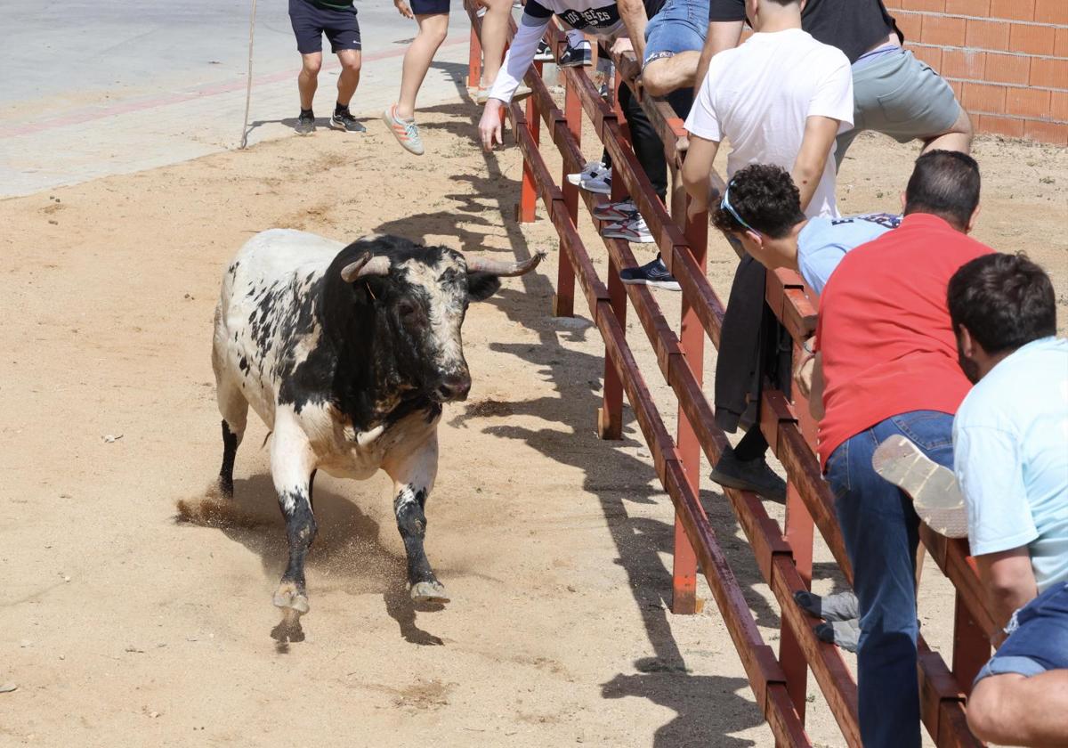 Uno de las toros se acerca a la talanquera.
