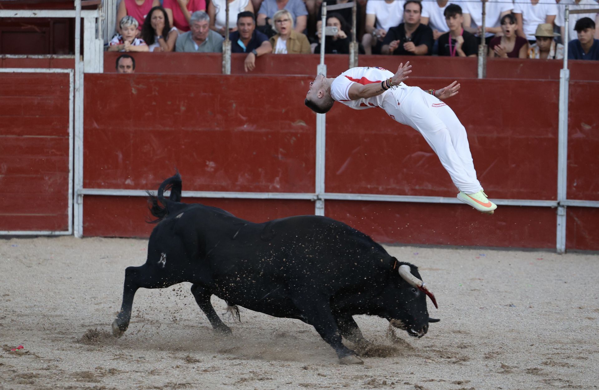 Las imágenes del concurso de cortes en Cigales