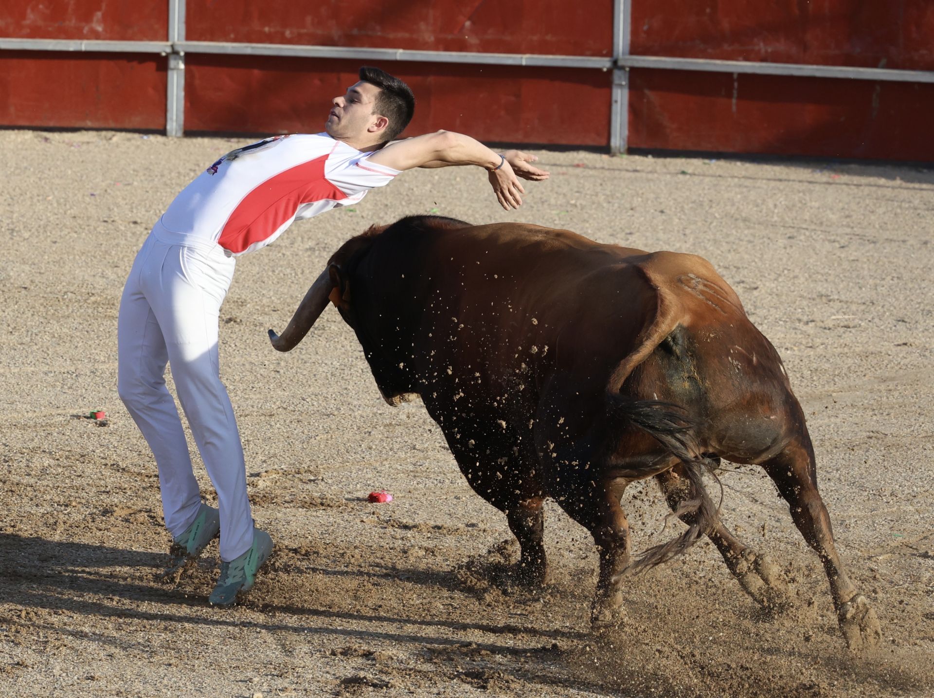 Las imágenes del concurso de cortes en Cigales