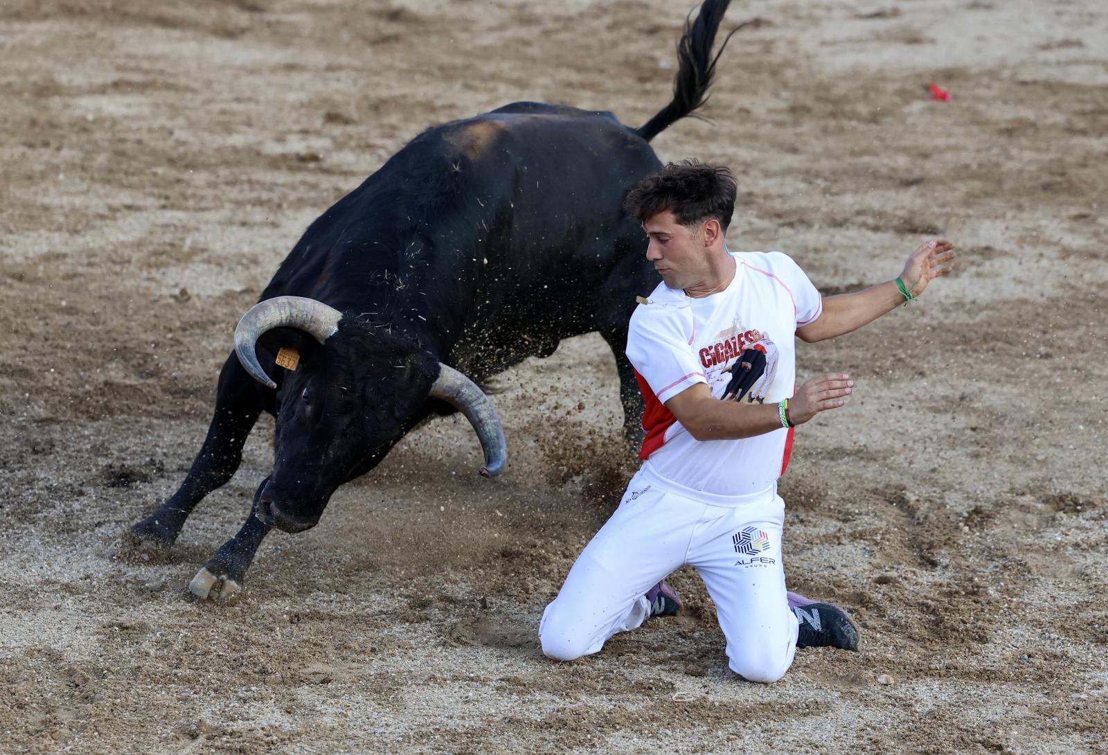 Las imágenes del concurso de cortes en Cigales