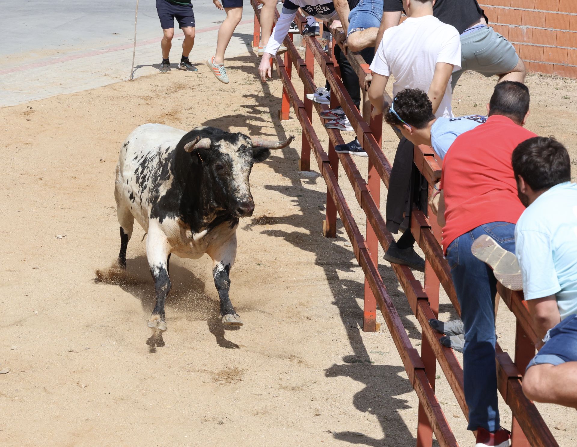 Encierro en las fiestas de Matapozuelos