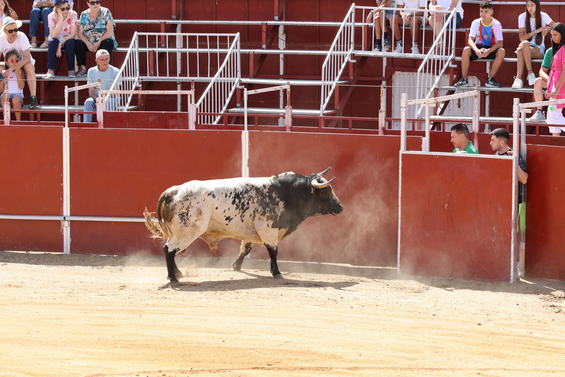 Encierro en las fiestas de Matapozuelos