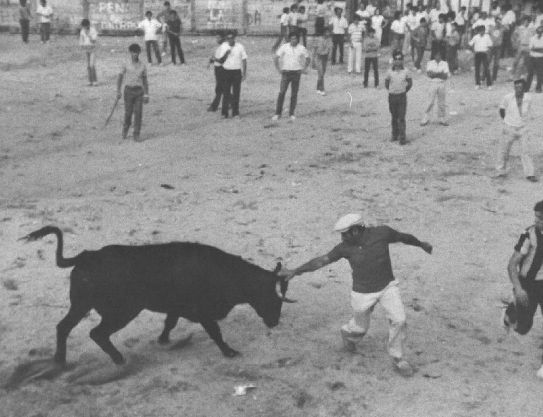 Un mozo corta a un novillo en los festejos taurinos de La Seca.