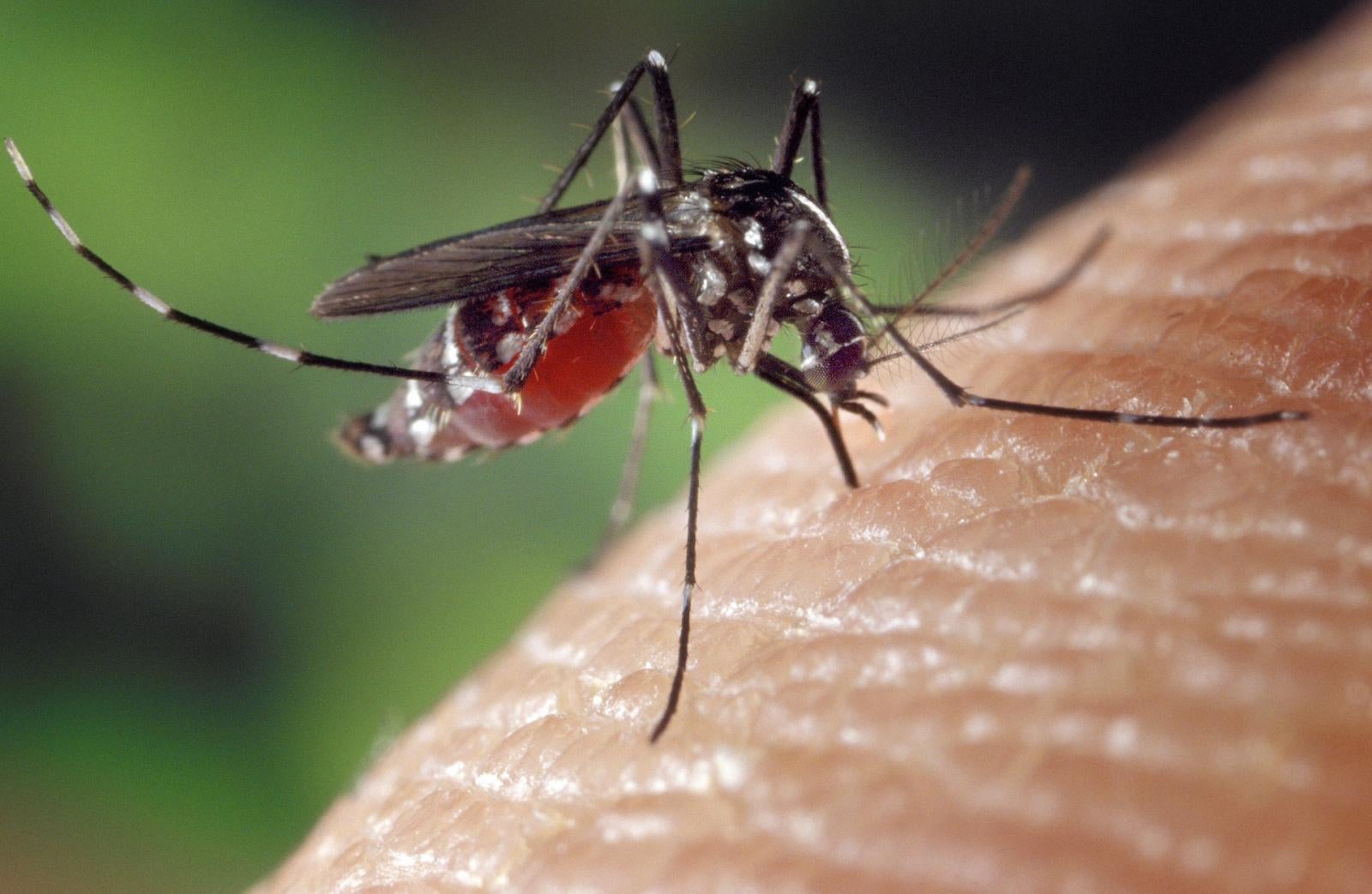 Detalle de un mosquito tigre.