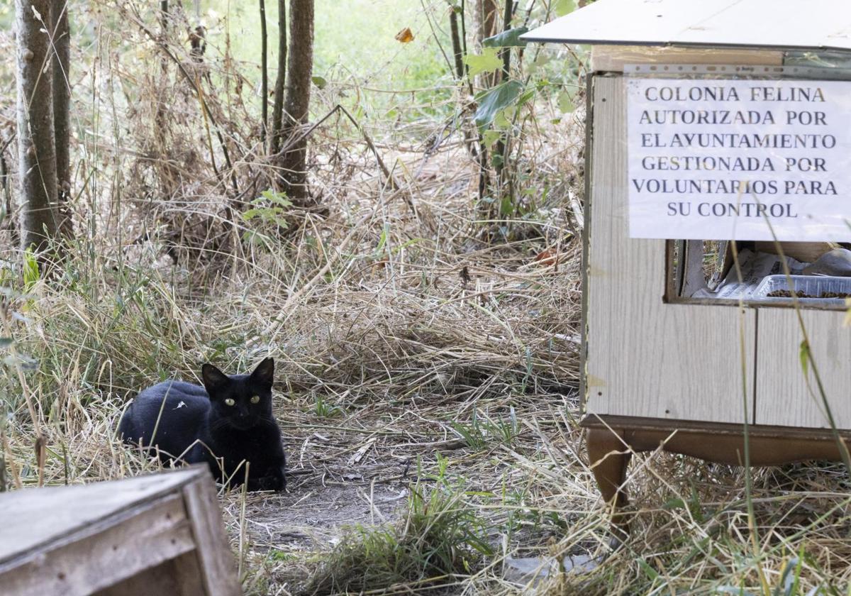 Un gato reposa en una colonia felina del barrio de Huerta del Rey.