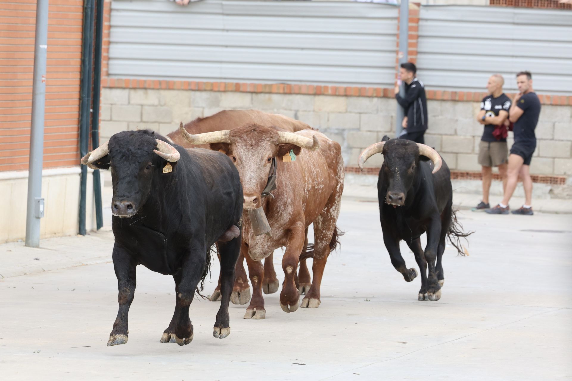 Encierro del domingo en las fiestas de Matapozuelos
