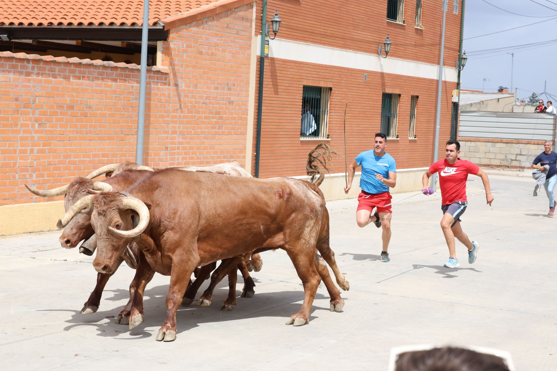 Encierro del domingo en las fiestas de Matapozuelos