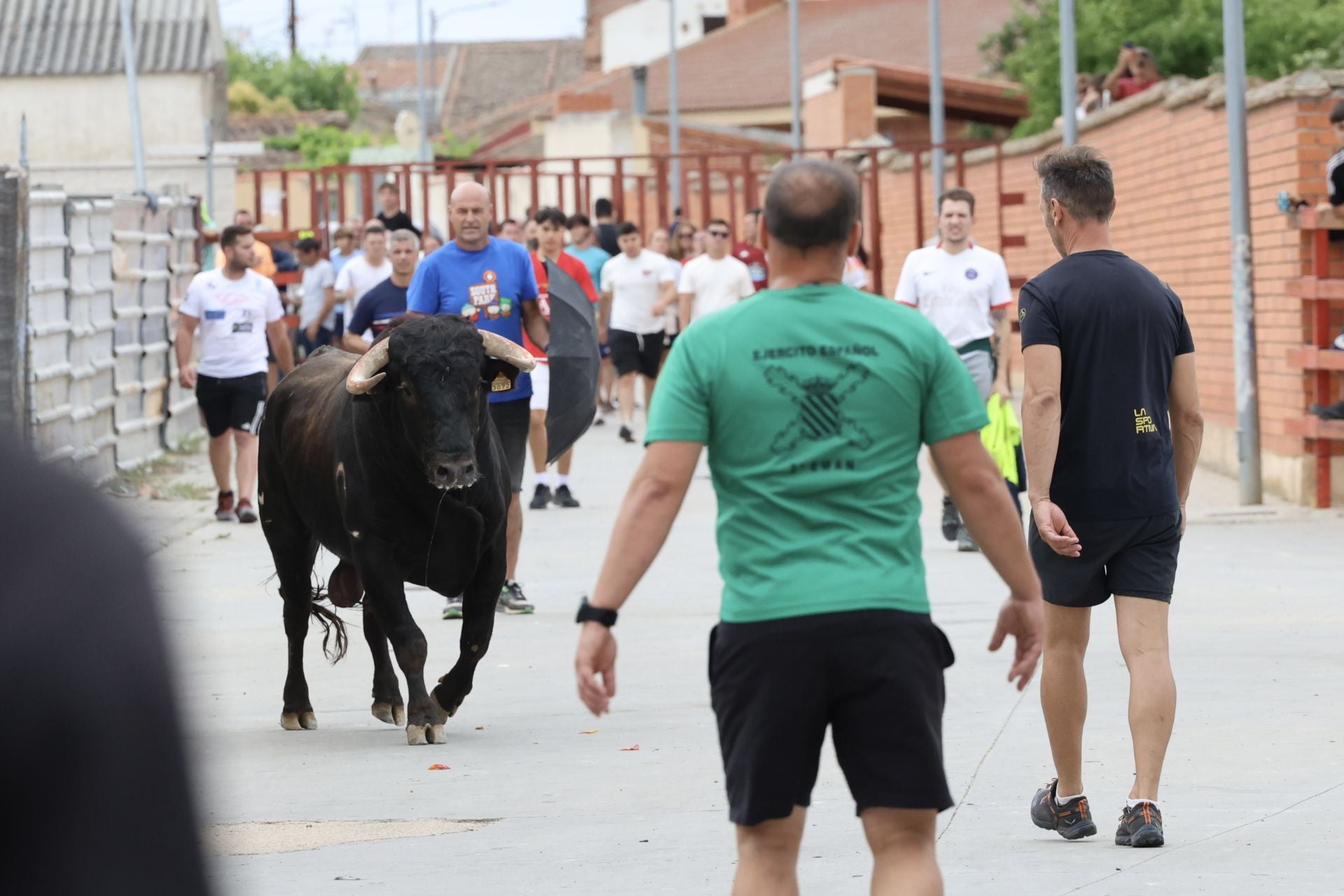 Encierro del domingo en las fiestas de Matapozuelos