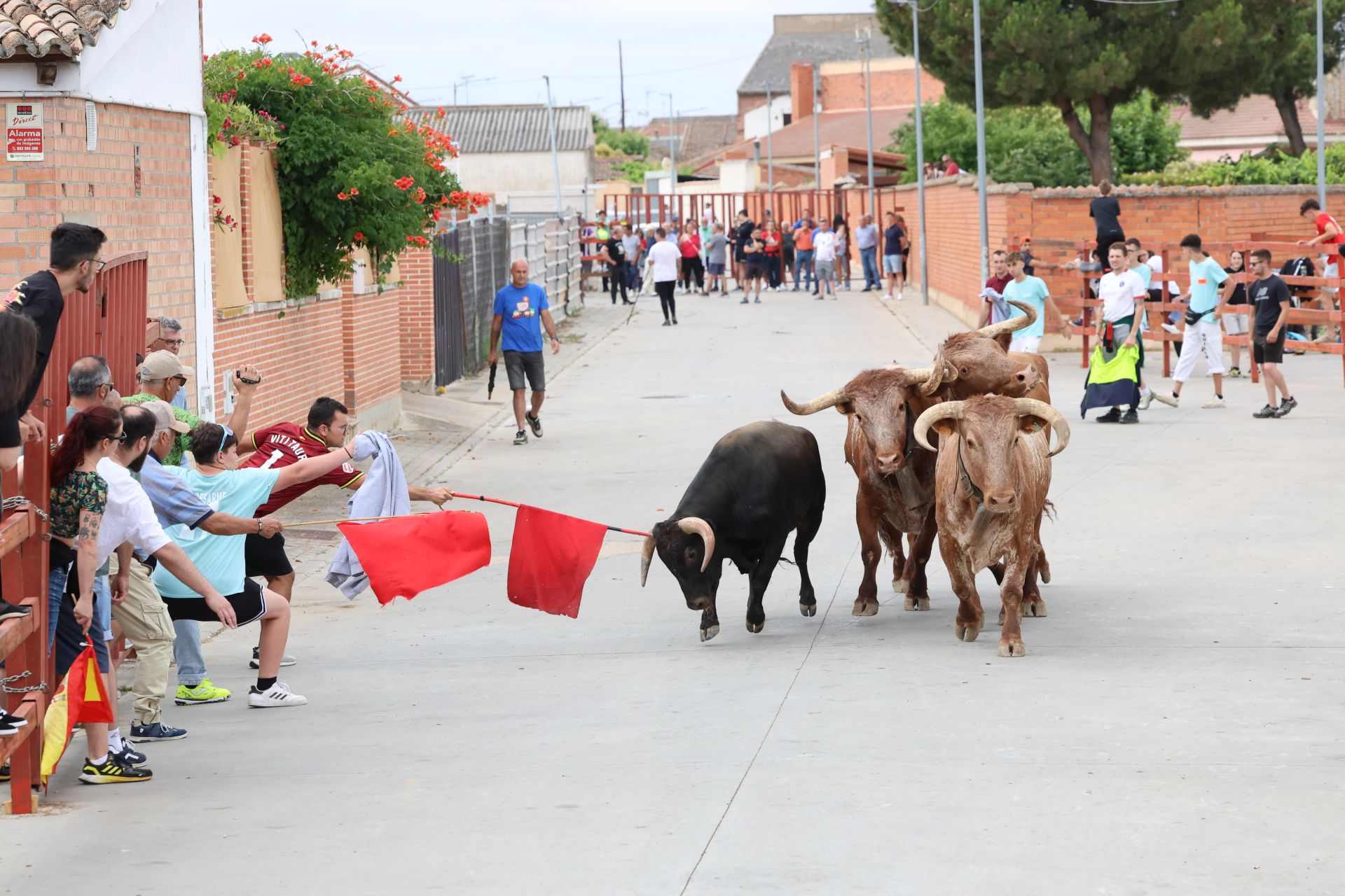 Encierro del domingo en las fiestas de Matapozuelos