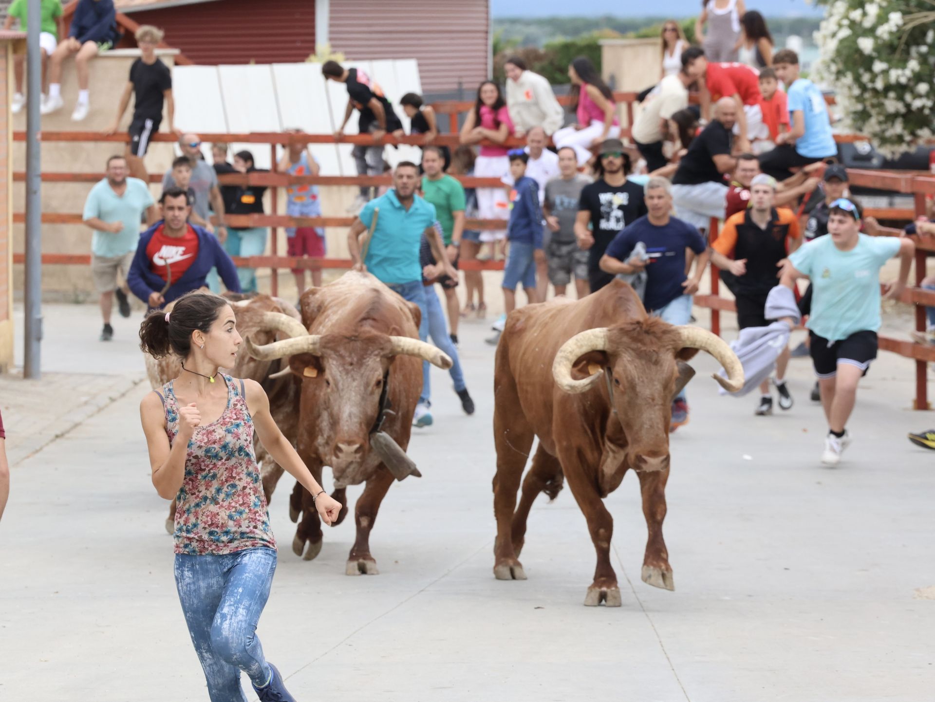 Encierro del domingo en las fiestas de Matapozuelos