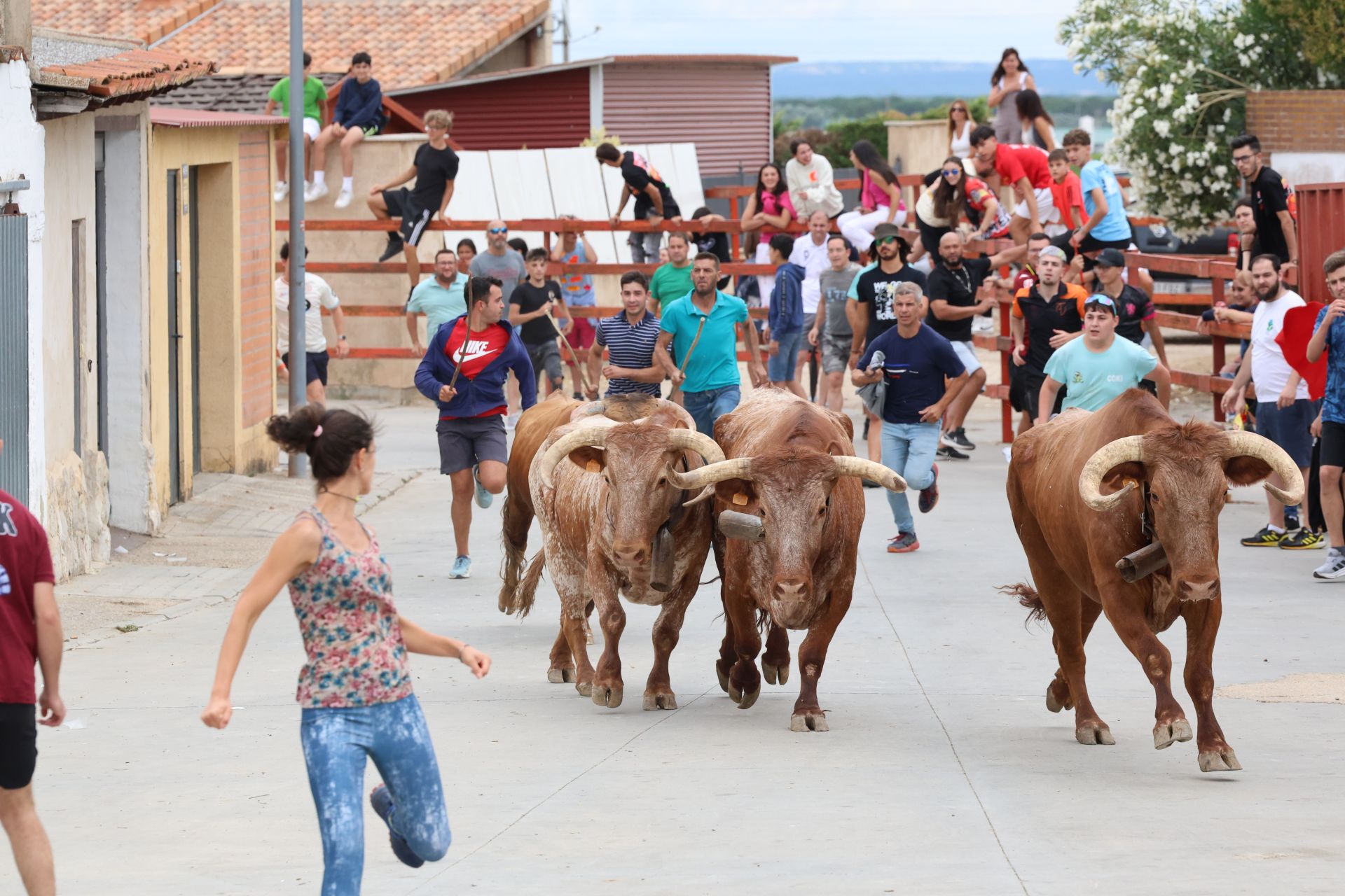 Encierro del domingo en las fiestas de Matapozuelos