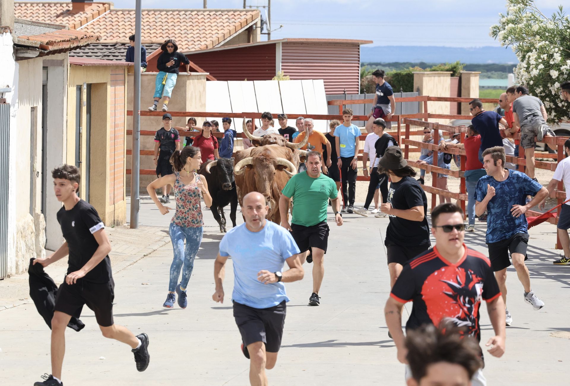 Encierro del domingo en las fiestas de Matapozuelos