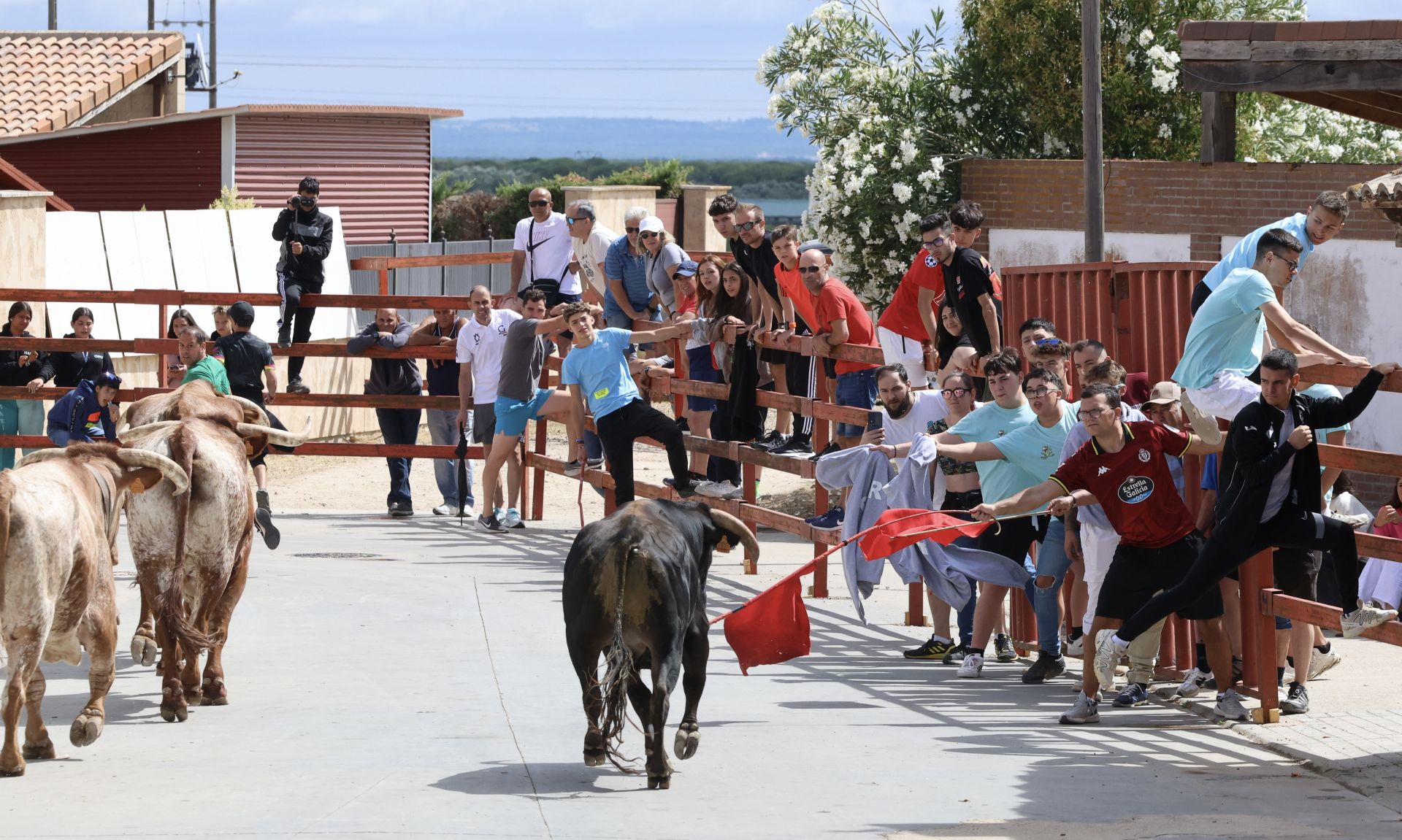 Encierro del domingo en las fiestas de Matapozuelos