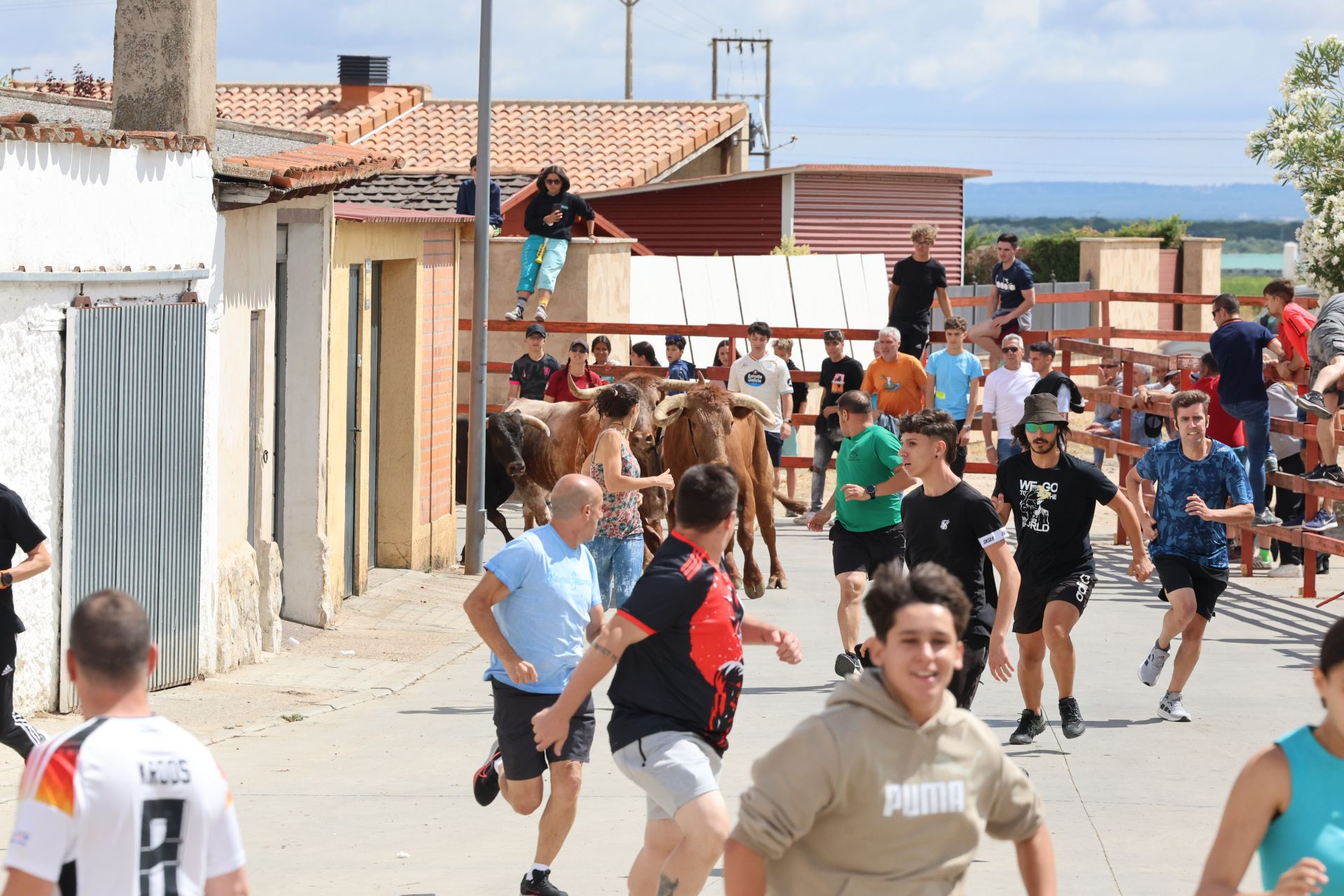 Encierro del domingo en las fiestas de Matapozuelos