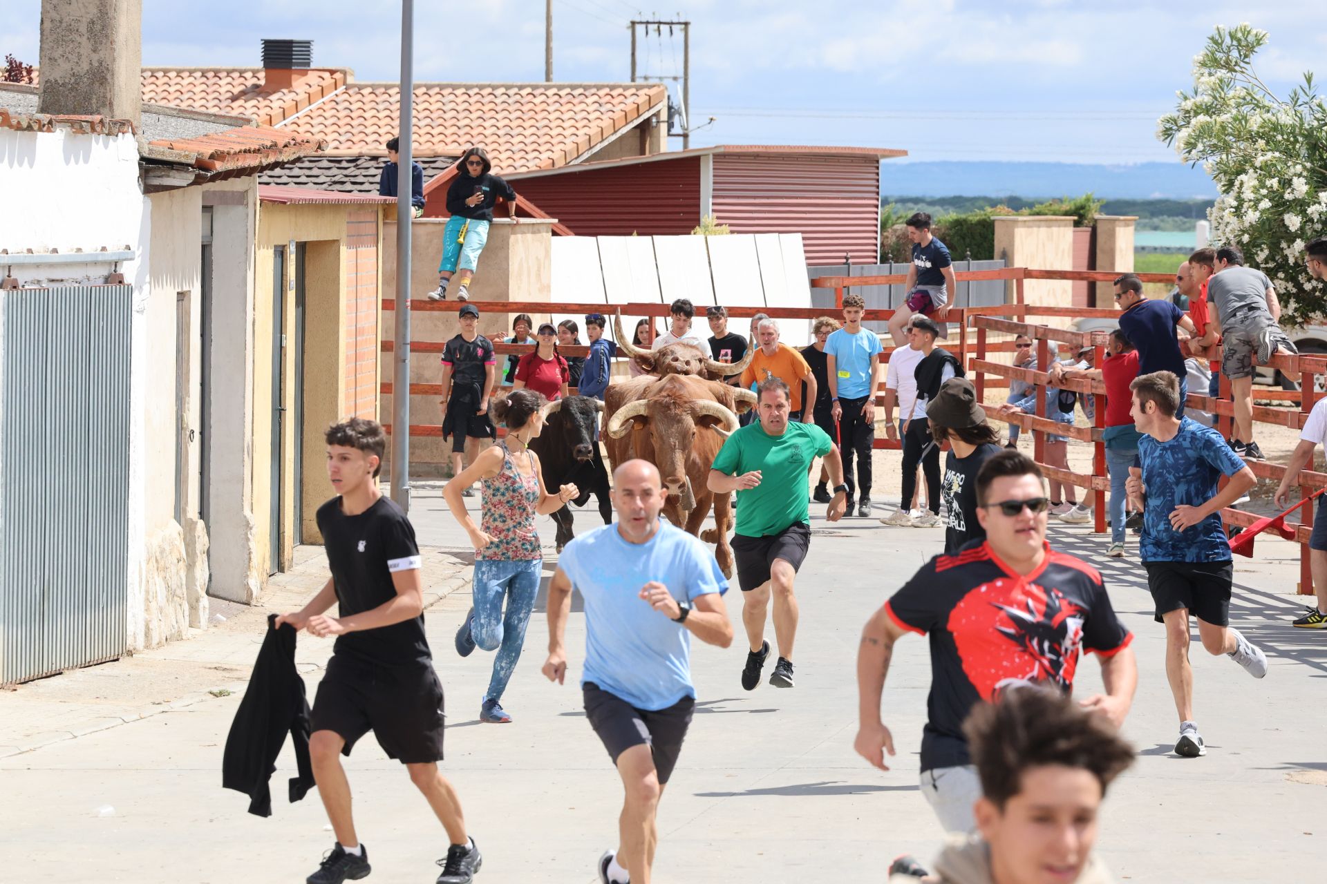 Encierro del domingo en las fiestas de Matapozuelos