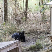 Un gato reposa en una colonia felina del barrio de Huerta del Rey.