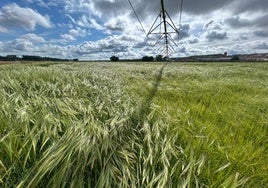 5,8 millones por los siniestros sufridos este año en los cultivos herbáceos de la región