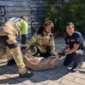 Bomberos y un policía local sujetan a la oveja antes de trasladarla al Centro de Recuperación de Animales.
