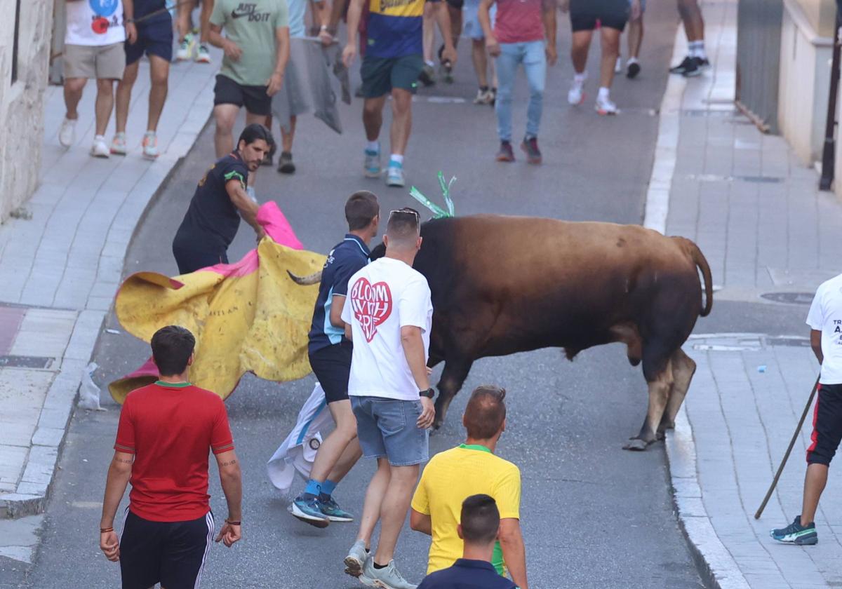 El toro del Fogato de Tudela, en imágenes