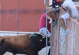 El toro embiste a un hombre durante el toro del cajón de Tudela de Duero.