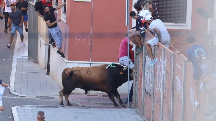 El toro embiste a un hombre durante el toro del cajón de Tudela de Duero.