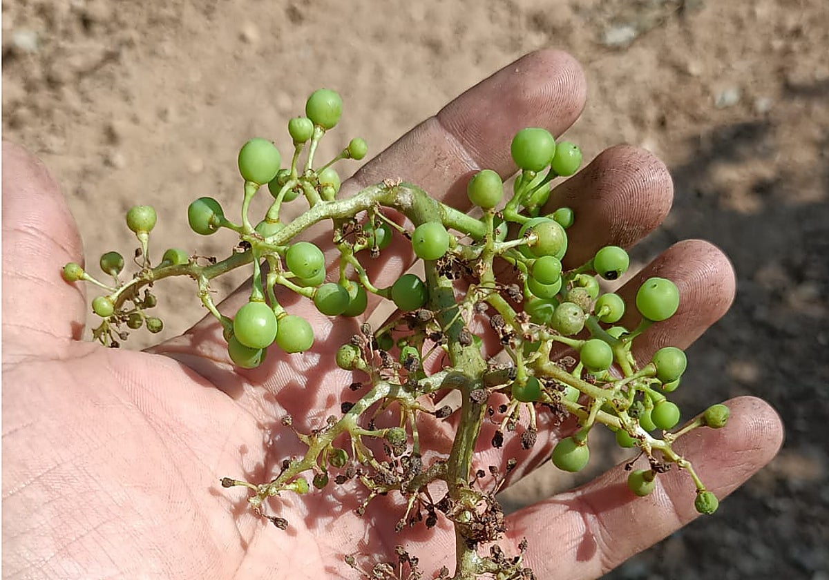 Viñedo afectado por el mildiu en Ribera del Duero.