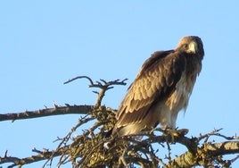 Fortius, una de las tres crías de águila calzada que anidan en el Campo Grande de Valladolid.
