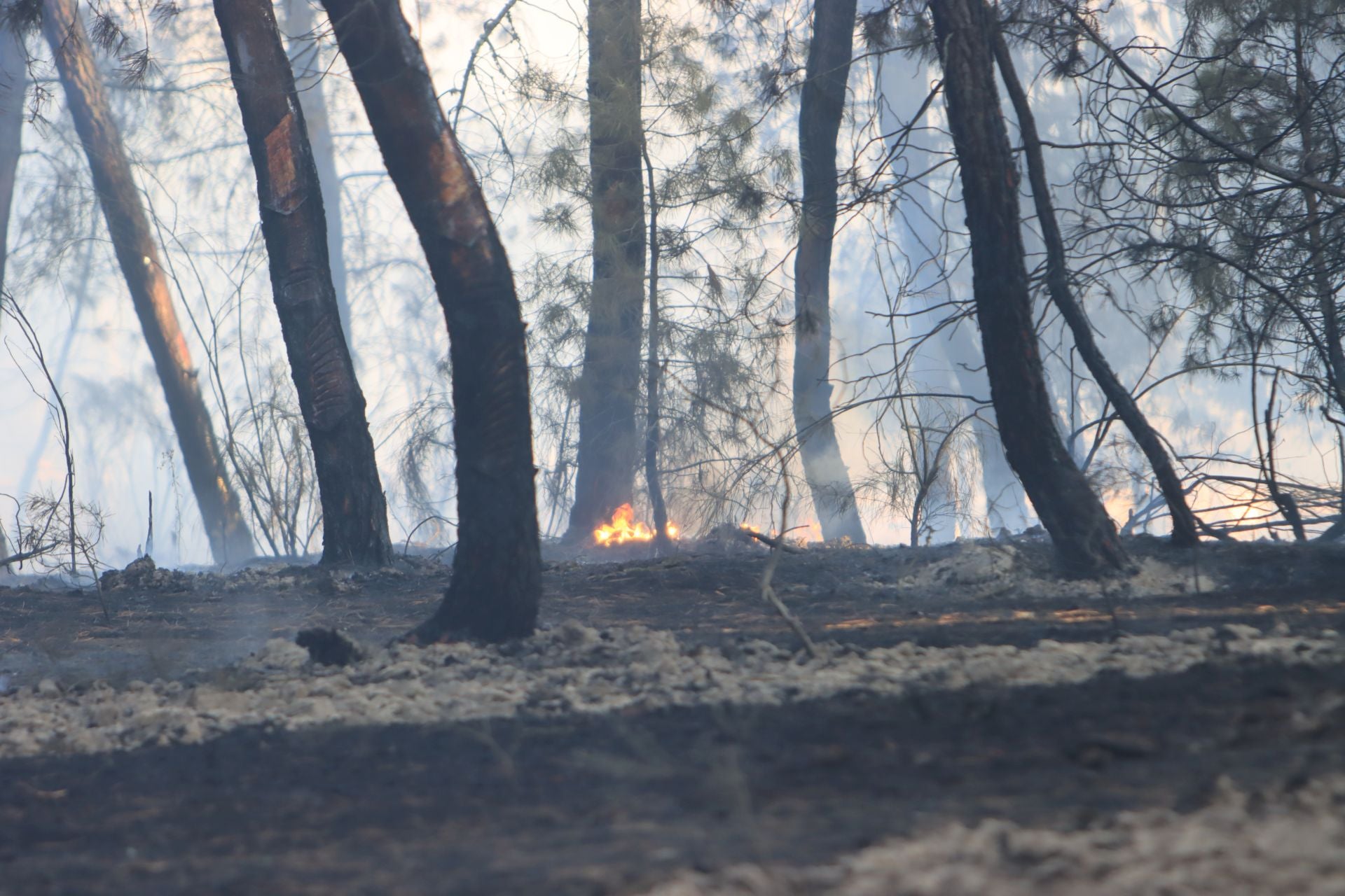 Fotos del incendio en un pinar de Coca
