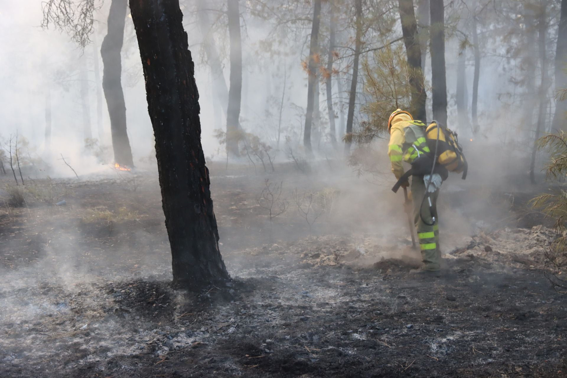 Fotos del incendio en un pinar de Coca