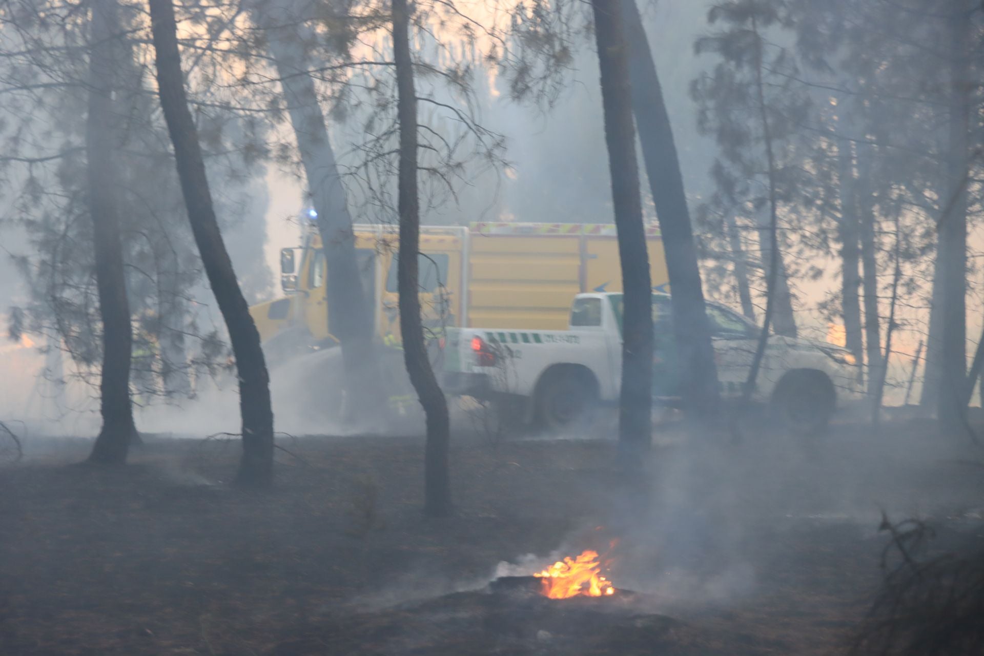 Fotos del incendio en un pinar de Coca