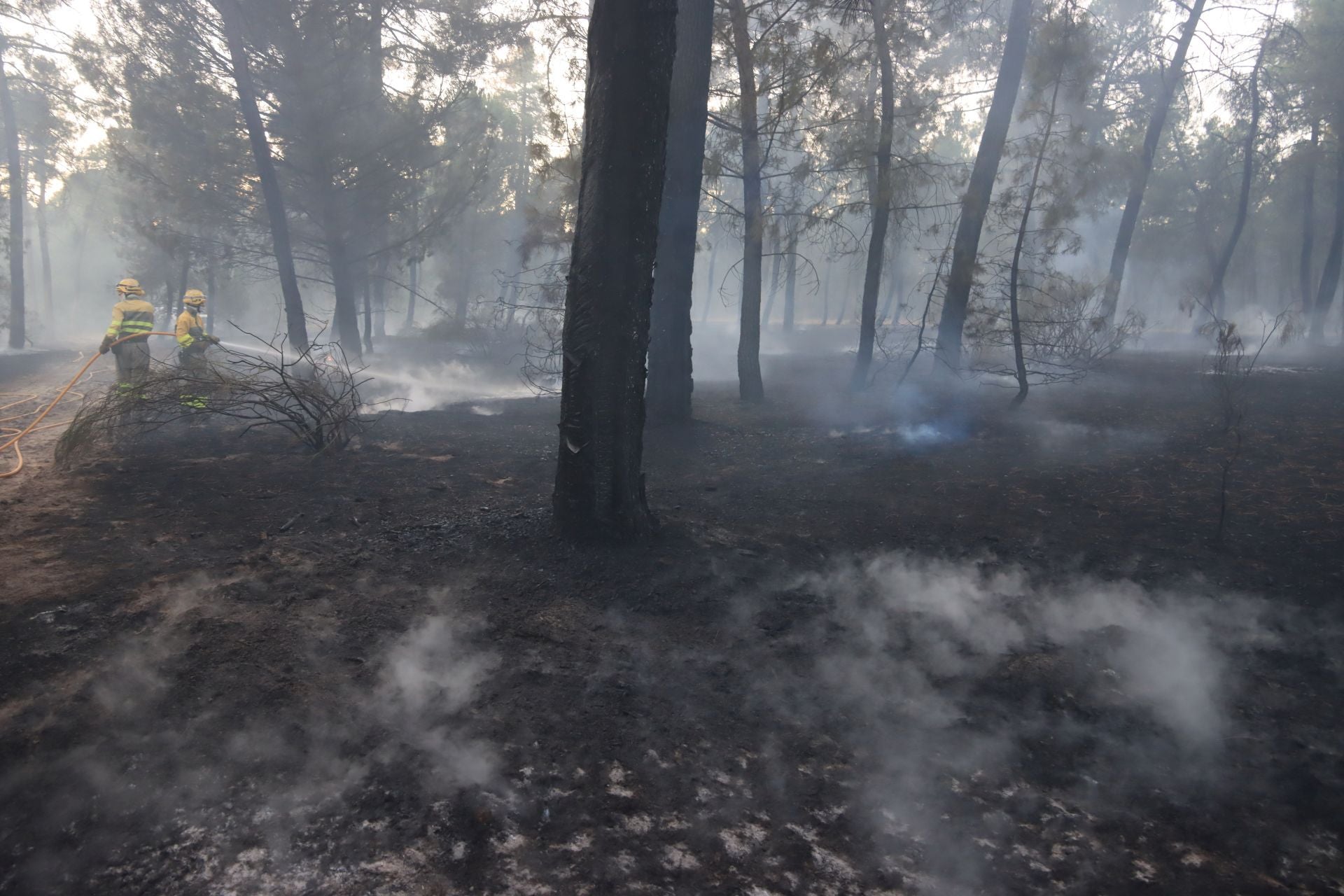 Fotos del incendio en un pinar de Coca